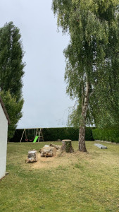 Photo de galerie - Elagage et coupe d'arbres