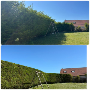 Photo de galerie - Belle remise au propre / Taille sur 3 faces avec évacuation 