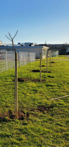 Photo de galerie - Plantation arbres fruitier 