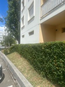 Photo de galerie - Taille de Pyracantha après 