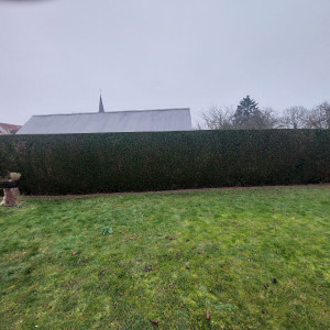 Photo de galerie - Taille d'une haie de thuyas 