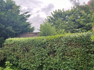 Photo de galerie - Taillage de haies 