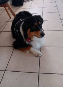 Photo de galerie - Le Berger Australien