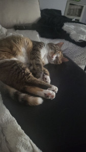 Photo de galerie - Garde animaux