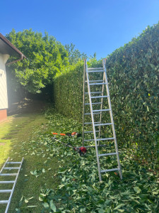 Photo de galerie - Taille d'une haie de laurier