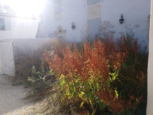 Photo de galerie - Tonte de pelouse - Débroussaillage