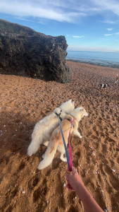 Photo de galerie - Promenade sur la plage pour Djédaï et Ice.