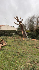 Photo de galerie - Abattage pin encombrant sur la maison 