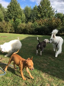 Photo de galerie - Voici une photo de réalisation proposée pour un Voisin