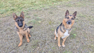 Photo de galerie - A votre domicile : chien, chat, Nac, chevaux, volaille.Lors de votre absence. visite, promenade, jeux, nettoyage. 