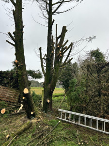 Photo de galerie - Élagage d’arbre