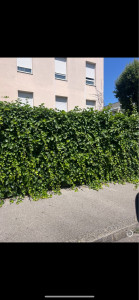 Photo de galerie - Mur vegetalise 