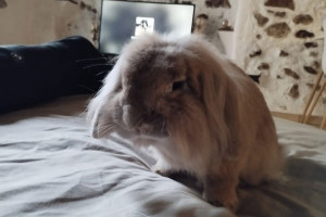 Photo de galerie - Visites lapins