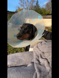 Photo de galerie - Même les gros loulous on le droit d’être gardé !!