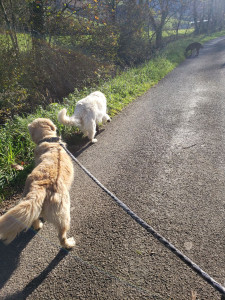 Photo de galerie - Balades