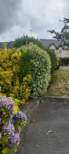 Photo de galerie - Taille de haies et d'arbustes