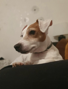 Photo de galerie - Garde chien