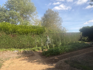Photo de galerie - Rabattage important d’une haie devenue trop haute, avec réduction de la hauteur, remise en forme et évacuation des déchets verts.