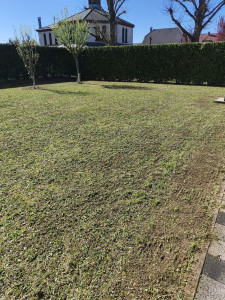 Photo de galerie - Scarification avec regarnissage 