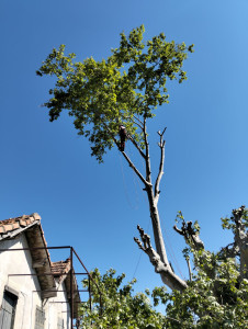 Photo de galerie - Elagage et coupe d'arbres