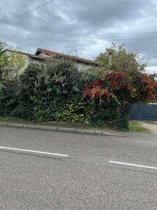 Photo de galerie - Taille de haies 