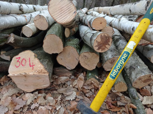 Photo de galerie - Abattage de 30m3 en forêt communale 