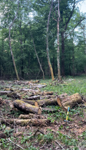 Photo de galerie - Elagage et coupe d'arbres
