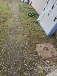 Photo de galerie - Avant  le désherbage et le décaissement 