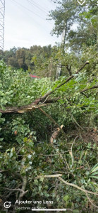 Photo de galerie - Elagage et coupe d'arbres