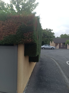 Photo de galerie - Un autre photo de la taille de la haie de tuya