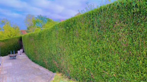Photo de galerie - Taille d’une haie dans une maison à côté de Douvaine