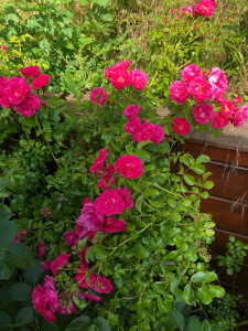 Photo de galerie - Rosiers de mon jardin