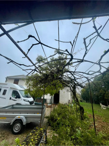 Photo de galerie - Taille d’une glycine en période hivernale 