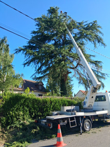 Photo de galerie - Elagage et coupe d'arbres