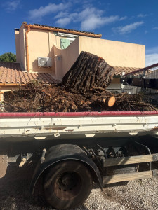 Photo de galerie - Elagage et coupe d'arbres