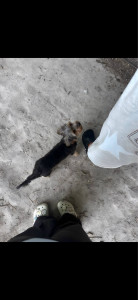 Photo de galerie - Balade avec le petit chien de ma voisine