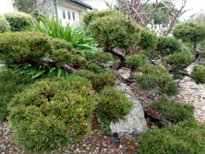 Photo de galerie - Taille de haies et d'arbustes