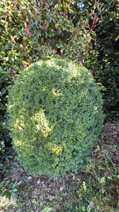 Photo de galerie - Taille de buis 