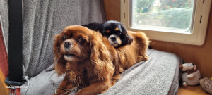 Photo de galerie - Garde chien