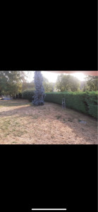 Photo de galerie - Taille de haies 