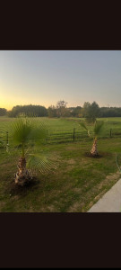 Photo de galerie - Palmier autour de la piscine