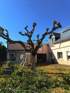 Photo de galerie - Elagage et coupe d'arbres
