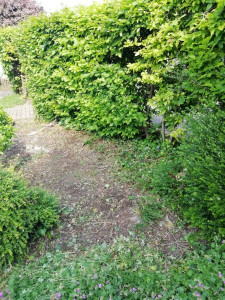 Photo de galerie - Après abattage et nettoyage