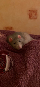 Photo de galerie - NAC