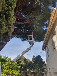 Photo de galerie - Elagage et coupe d'arbres