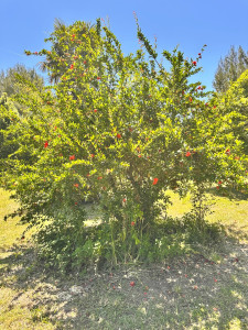 Photo de galerie - Paysagiste - Aménagement du jardin