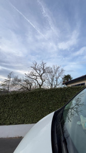 Photo de galerie - Taille d’arbre 