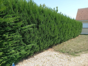 Photo de galerie - Taille de haies et d'arbustes