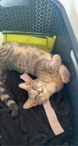 Photo de galerie - Garde animaux