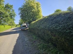 Photo de galerie - Taille d'une haie de buis avant arrière et plateau puis évacuation des déchets 